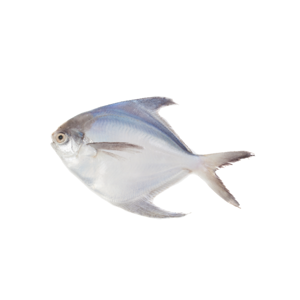 Silver Pomfret Big Size (রূপ চাঁদা মাছ ) 7 in 1 kg