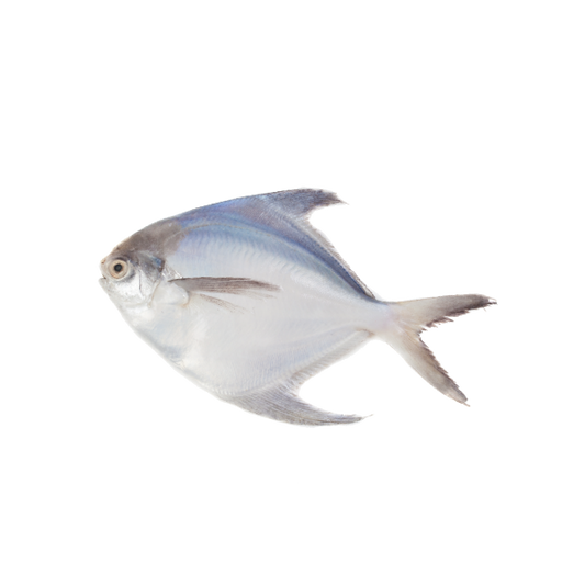 Silver Pomfret (রূপ চাঁদা মাছ ) 4 in 1 kg