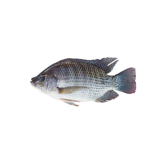 Tilapia Fish