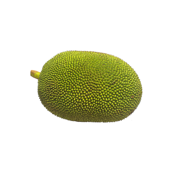 Vegetable Jackfruit (সবজি কাঁঠাল , এঁচোড়)