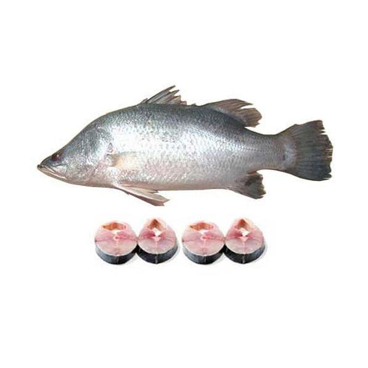 Bhetki (Koral) Fish