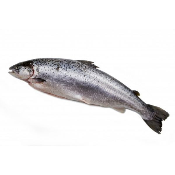 Whole Pink Salmon