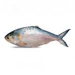 Hilsa Fish (from Padma) 1350-1400g 