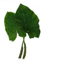 Arum Leaf ( Bangladeshi tayerblad,কচু শাক) 