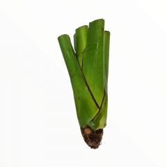 Arum Roots with stems (কচুর মুড়া) 1kg pu