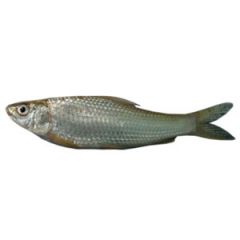Bata fish 