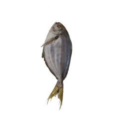 Big Pomfret 5-6 piece 1kg