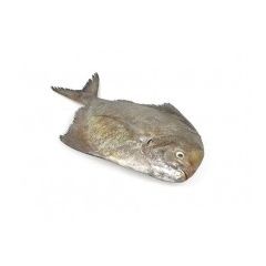 Black Pomfret 1.3-1.5kg