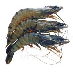 Black Tiger shrimp 16/20 Head On (Buy 3 get 1 Free)