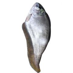 Chital fish