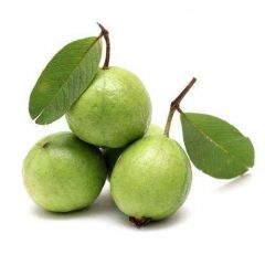 Fresh Guava ( Peyara, Amrood)