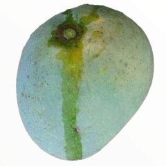 Gopal Bhog (the Bengali Alphonso) Mango  (গোপাল ভোগ আম)