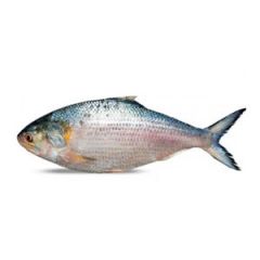 Ilish fish- ( Hilsa From Padma) 1300-1400g 