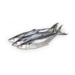 Kingfish (Surmai) 1kg