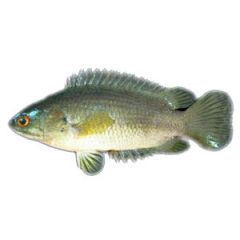 Koi Fish 