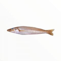 Lady Finger Fish (Silver Silago/Kilakan)