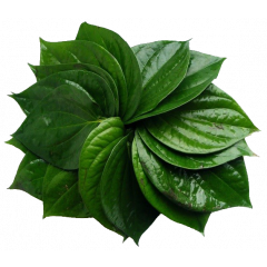 Fresh Betel Leaf (তাজা পান ,Pan Patta)