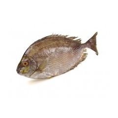 Rabbit Fish 