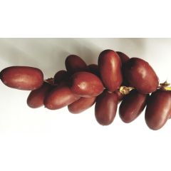 Fresh Indian Red Dates