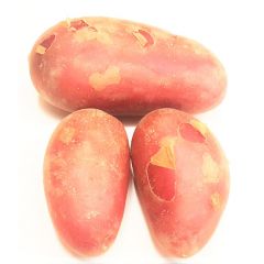 Biological Red Potato