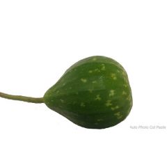 Round Bottle Gourd  (গোল কদু , লাউ )