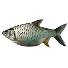 Shor Puti Fish (Cleaned to cook)