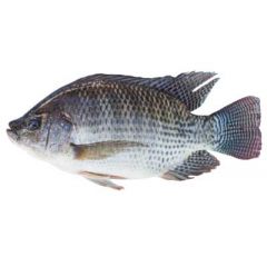 Tilapia Fish 800-900g