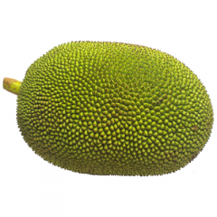 Vegetable Jackfruit (সবজি কাঁঠাল , এঁচোড়)