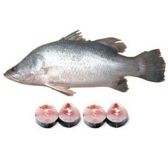 Bhetki (Koral) Fish  1.600-1.750 kg