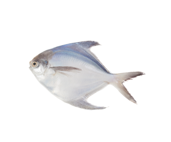 Pomfret fish near deals me